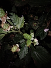 Rubus rosifolius