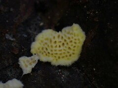 Antrodiella citrinella