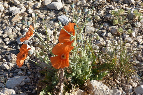 Persian Poppy (Papaver persicum)