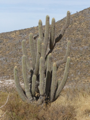 Weberbauerocereus weberbaueri