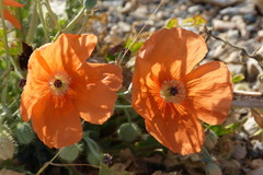 Papaver persicum