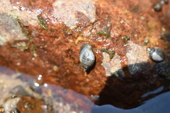 Pseudosuccinea columella