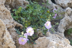 Alcea