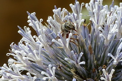 Echinops spinosissimus