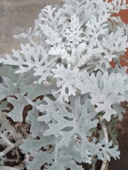 Pseudevernia consocians