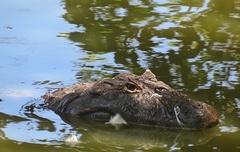 Caiman latirostris