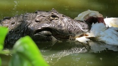 Caiman latirostris