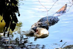 Caiman latirostris