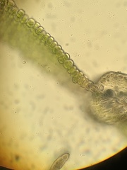 Fissidens dubius