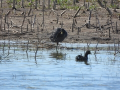 Fulica rufifrons