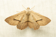 Isturgia penthearia