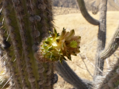 Weberbauerocereus weberbaueri