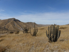 Weberbauerocereus weberbaueri