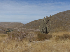 Weberbauerocereus weberbaueri