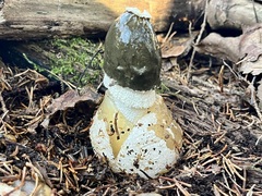 Phallus duplicatus