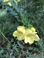 Aureolaria virginica