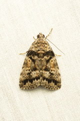 Aucha triphaenoides
