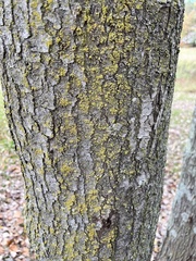 Candelariaceae