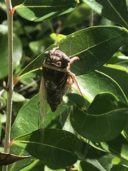 Diceroprocta viridifascia