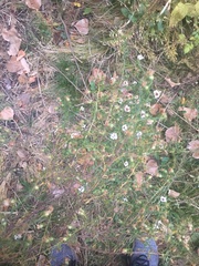 Symphyotrichum pilosum pilosum
