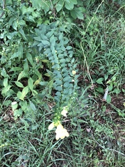 Aureolaria virginica