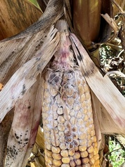 Stenocarpella maydis