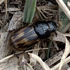 Chilothorax distinctus