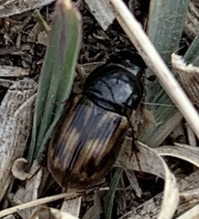 Chilothorax distinctus