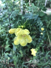 Aureolaria virginica