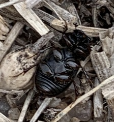 Chilothorax distinctus