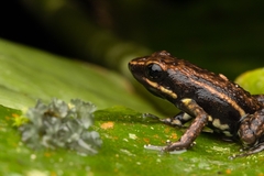 Epipedobates boulengeri