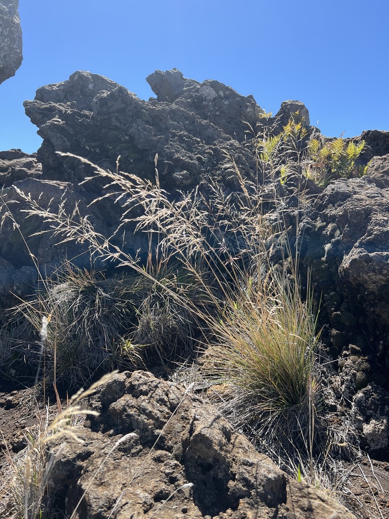Hawaii Alpine Hairgrass from Haleakalā National Park, Hana, HI, US on ...