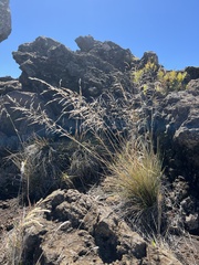 Deschampsia nubigena