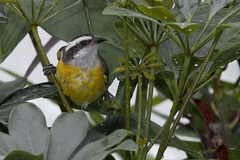Coereba flaveola pacifica