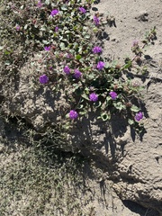 Abronia villosa villosa