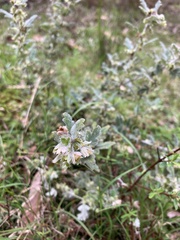 Xanthosia pilosa