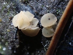 Hymenoscyphus imberbis