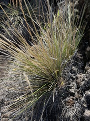 Deschampsia nubigena