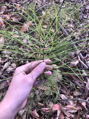 Equisetum