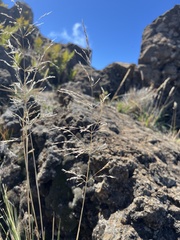 Deschampsia nubigena