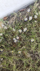 Symphyotrichum divaricatum