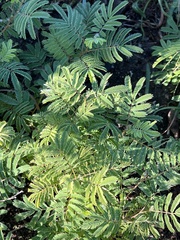 Acaciella angustissima