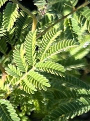 Acaciella angustissima