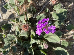 Abronia villosa villosa