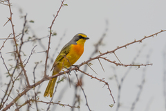 Telophorus sulfureopectus