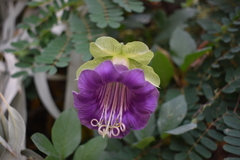 Cobaea scandens