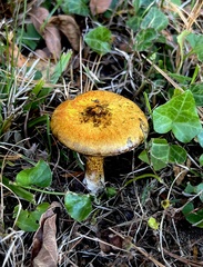 Suillus americanus