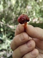 Leratiomyces erythrocephalus