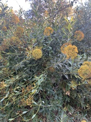 Bupleurum fruticosum