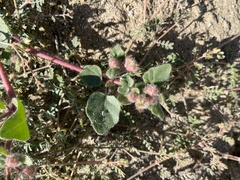 Abronia villosa villosa